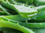 Koncentrat zapachowy do sauny 200 ml Bassau  - Aloes - obrazek 2