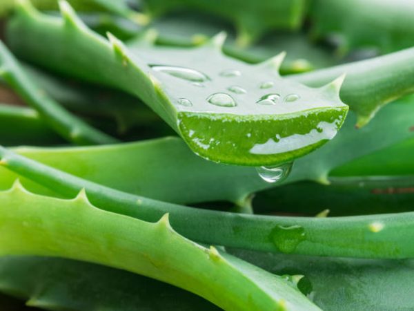Aloe or Aloe vera fresh leaves and slices on white background. Koncentrat zapachowy do sauny 200 ml Bassau  - Aloes - obrazek 2