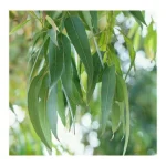 Naturalny olejek zapachowy do sauny 15 ml - Bassau - Eukaliptus cytrynowy - obrazek 2