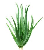 Koncentrat zapachowy do sauny 200 ml Bassau  - Aloes - obrazek 3