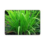 Naturalny olejek zapachowy do sauny 15 ml - Bassau - Palmaroza - obrazek 3