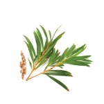 Naturalny olejek zapachowy do sauny 15 ml - Bassau - Drzewo herbaciane - obrazek 3