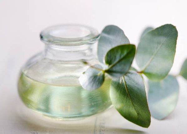 Eucalyptus oil in a glass bottle with eucalyptus branch Koncentrat zapachowy do sauny 200 ml Bassau  - Eukaliptus-mentol - obrazek 2