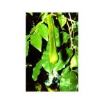 Naturalny olejek zapachowy do sauny 15 ml - Bassau - Peru - obrazek 2