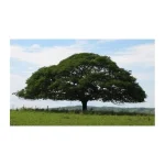 Naturalny olejek zapachowy do sauny 15 ml - Bassau - Drzewo Copaiba. - obrazek 4